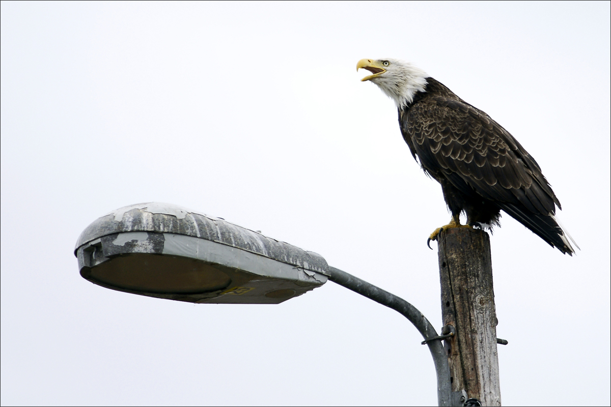 alaska