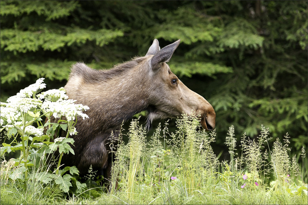 alaska