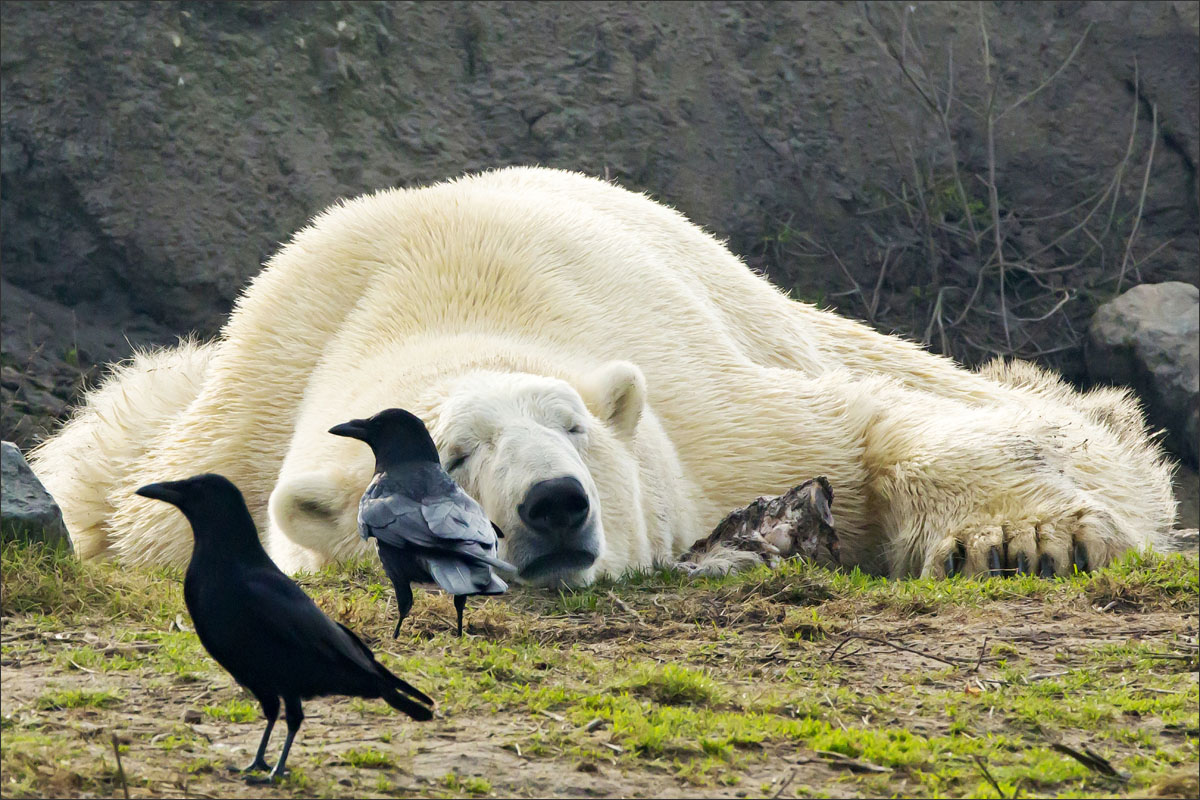 dierentuin