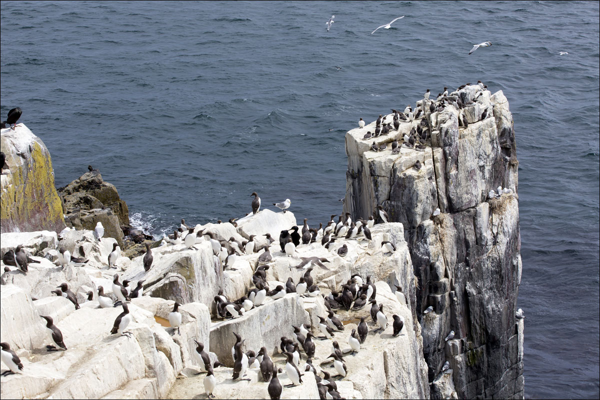 farne-eilanden