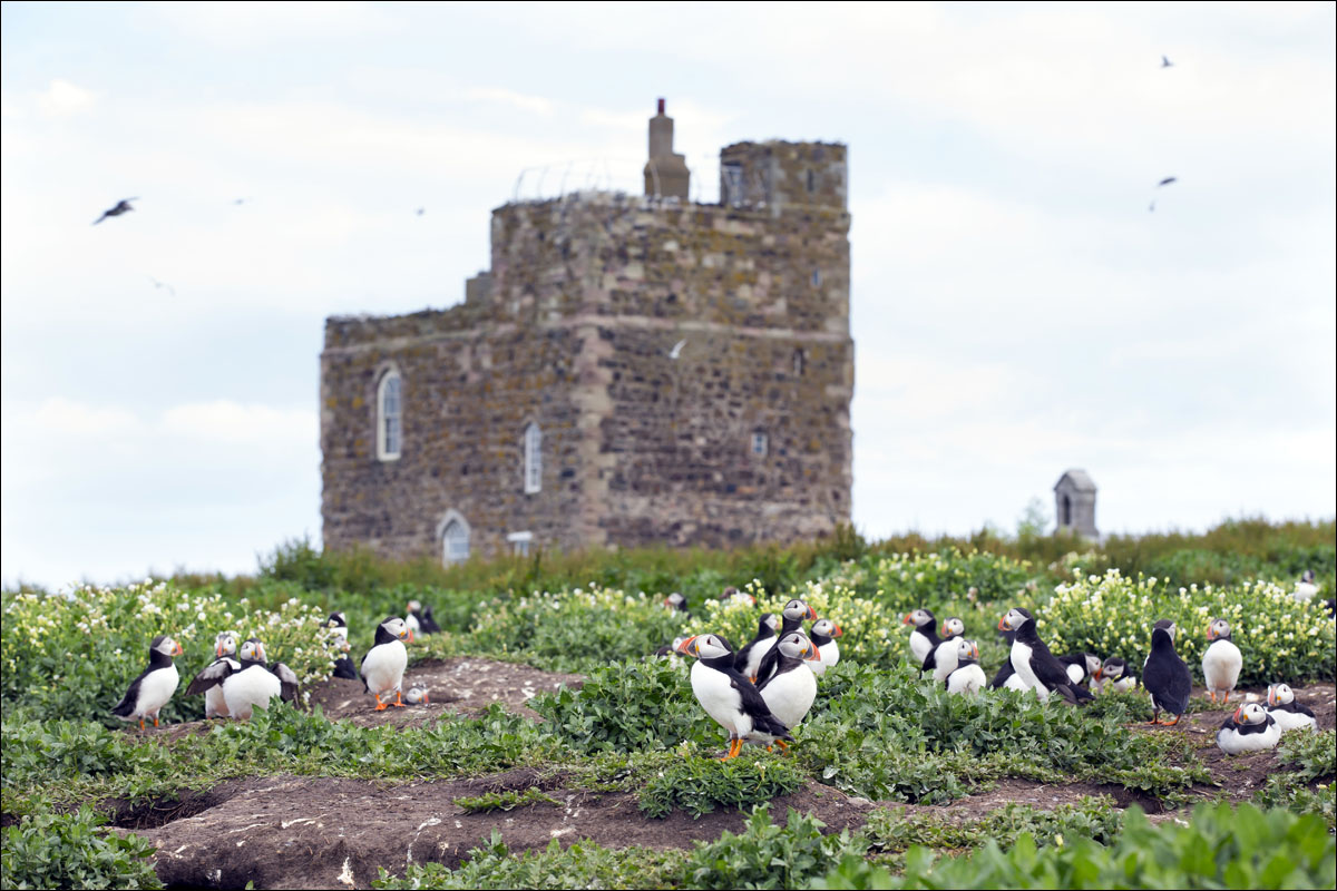 farne-eilanden