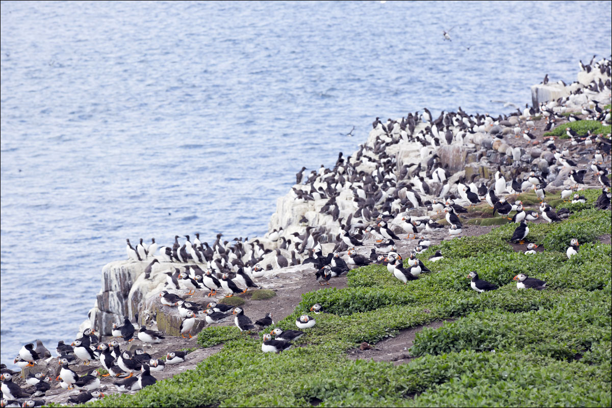 farne-eilanden