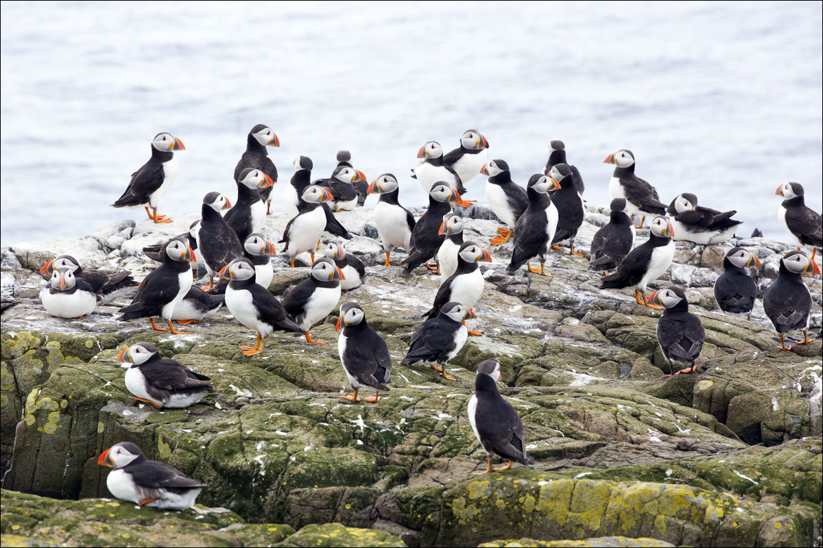 farne-eilanden