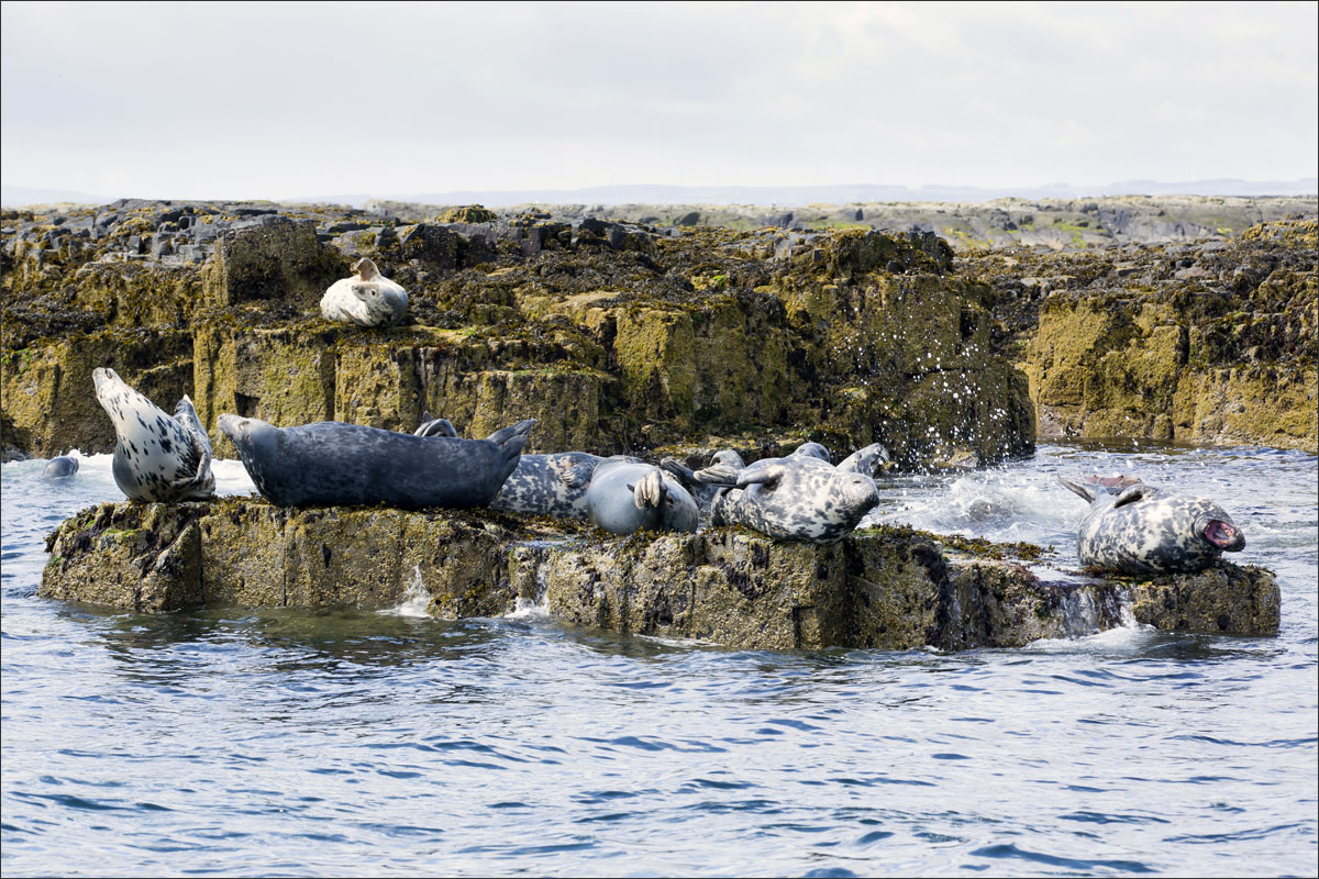 farne-eilanden