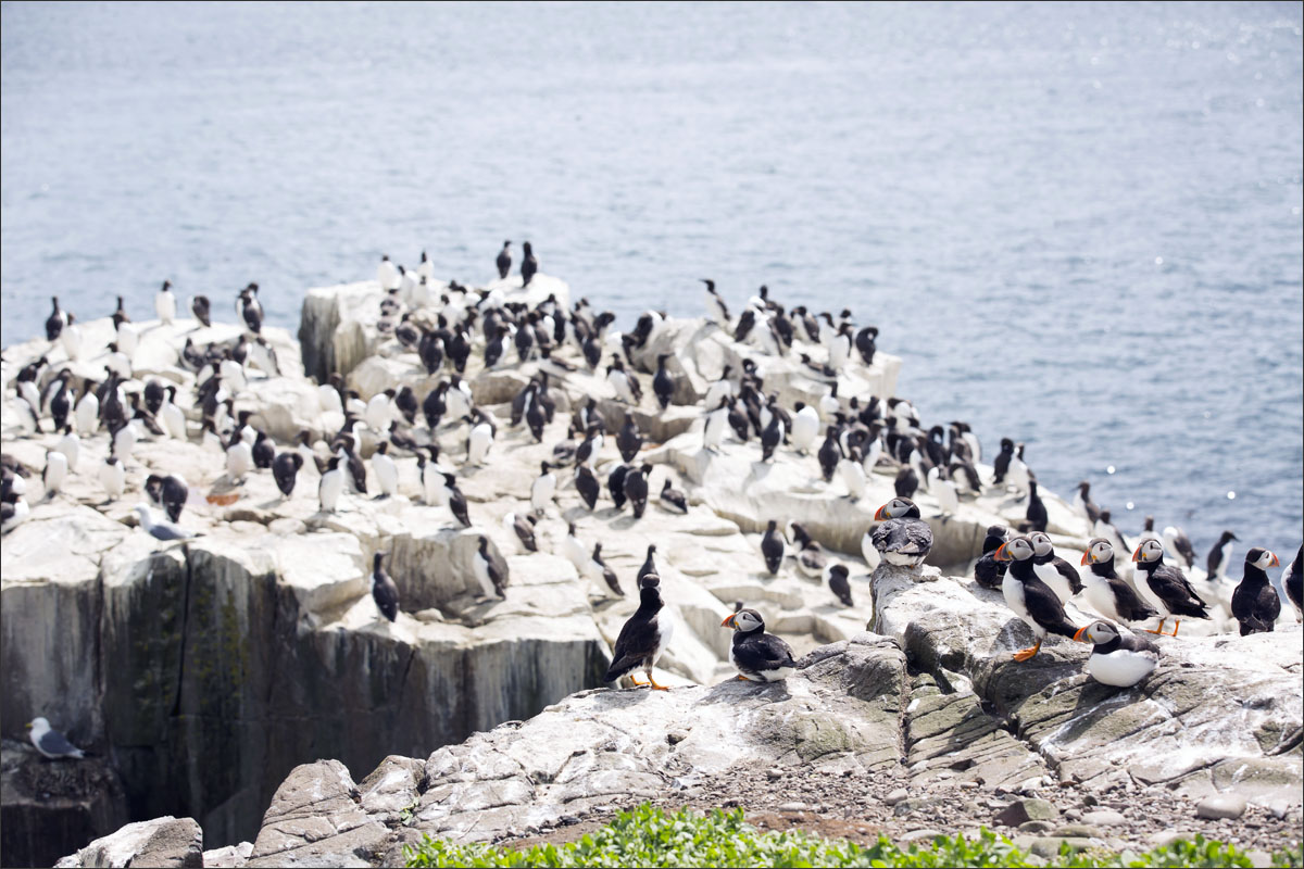 farne-eilanden