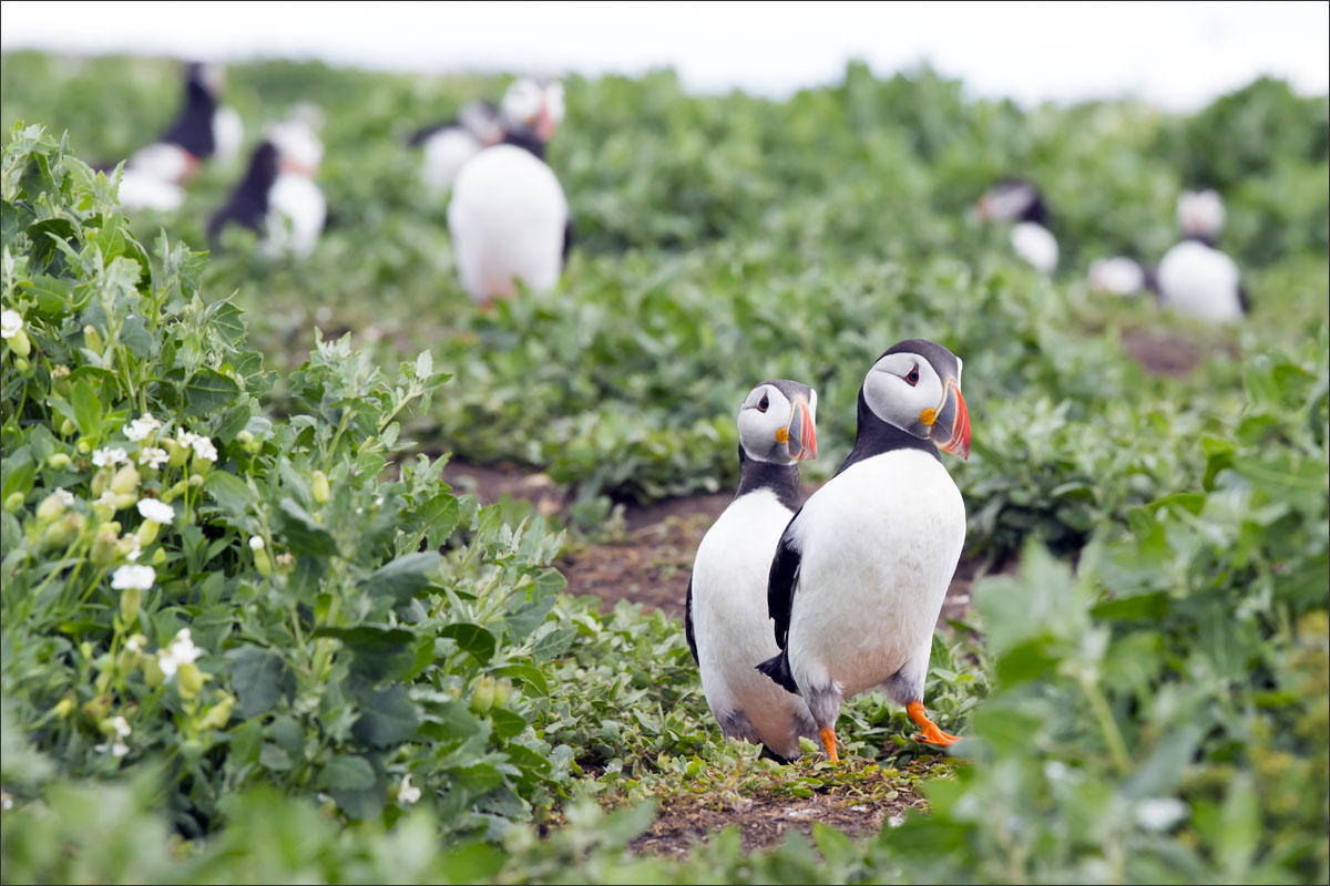 farne-eilanden