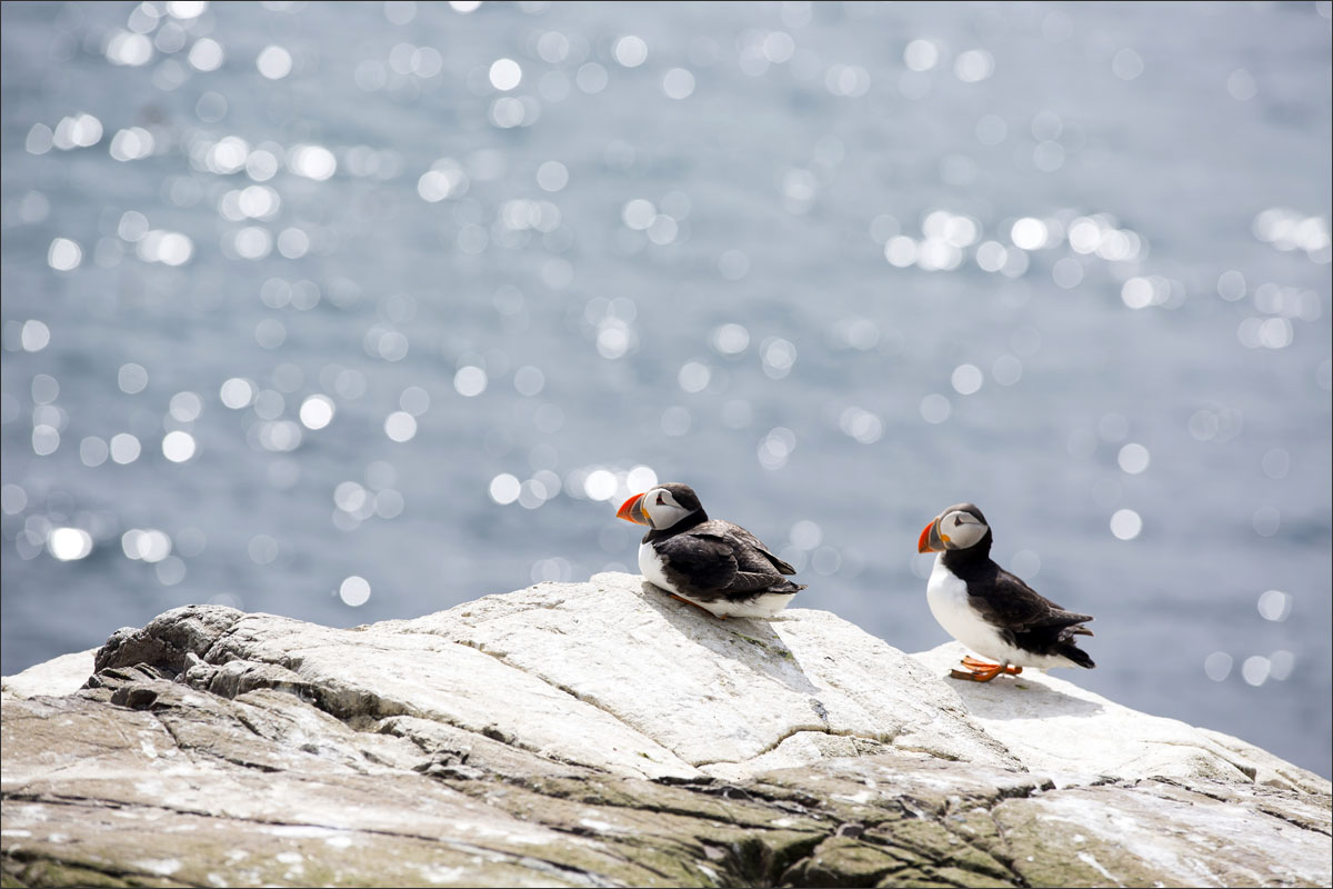 farne-eilanden