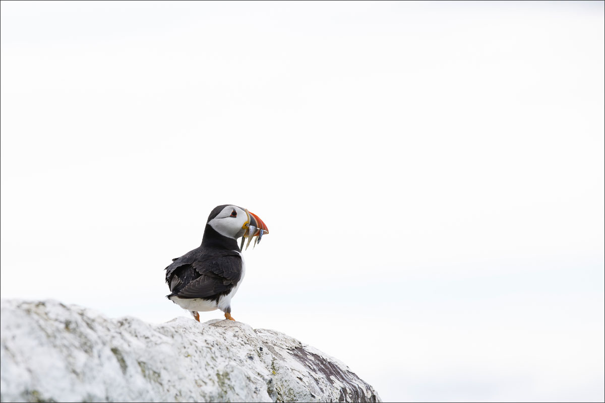 farne-eilanden