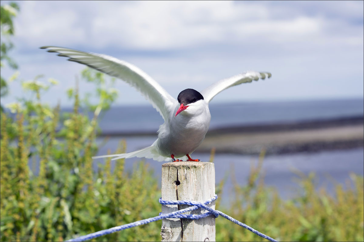 farne-eilanden