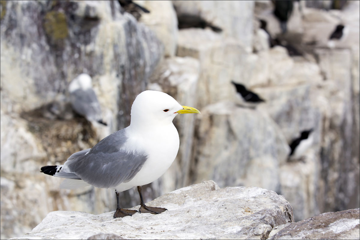 farne-eilanden