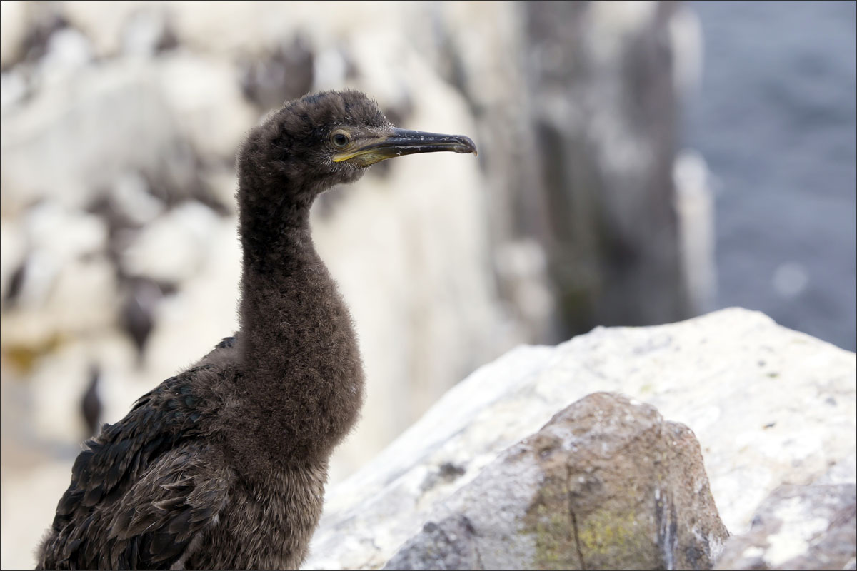 farne-eilanden