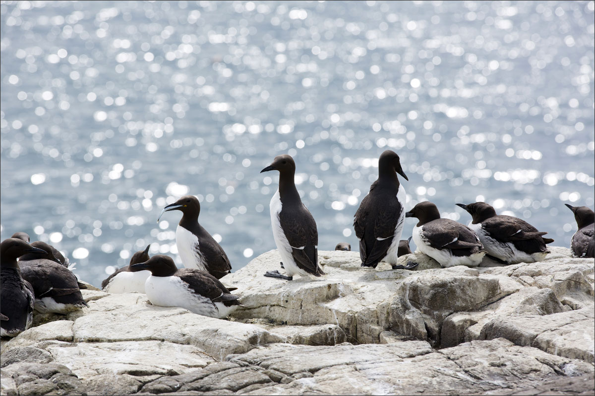 farne-eilanden