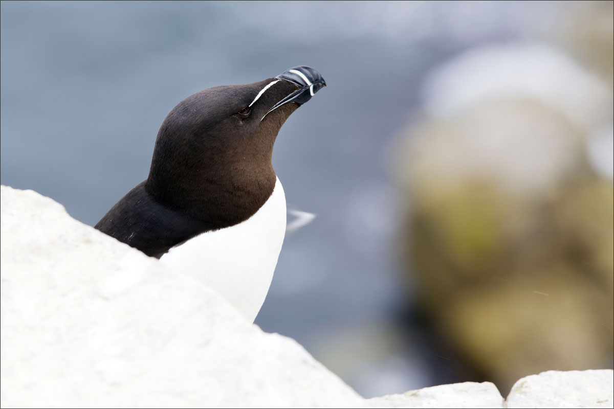 farne-eilanden