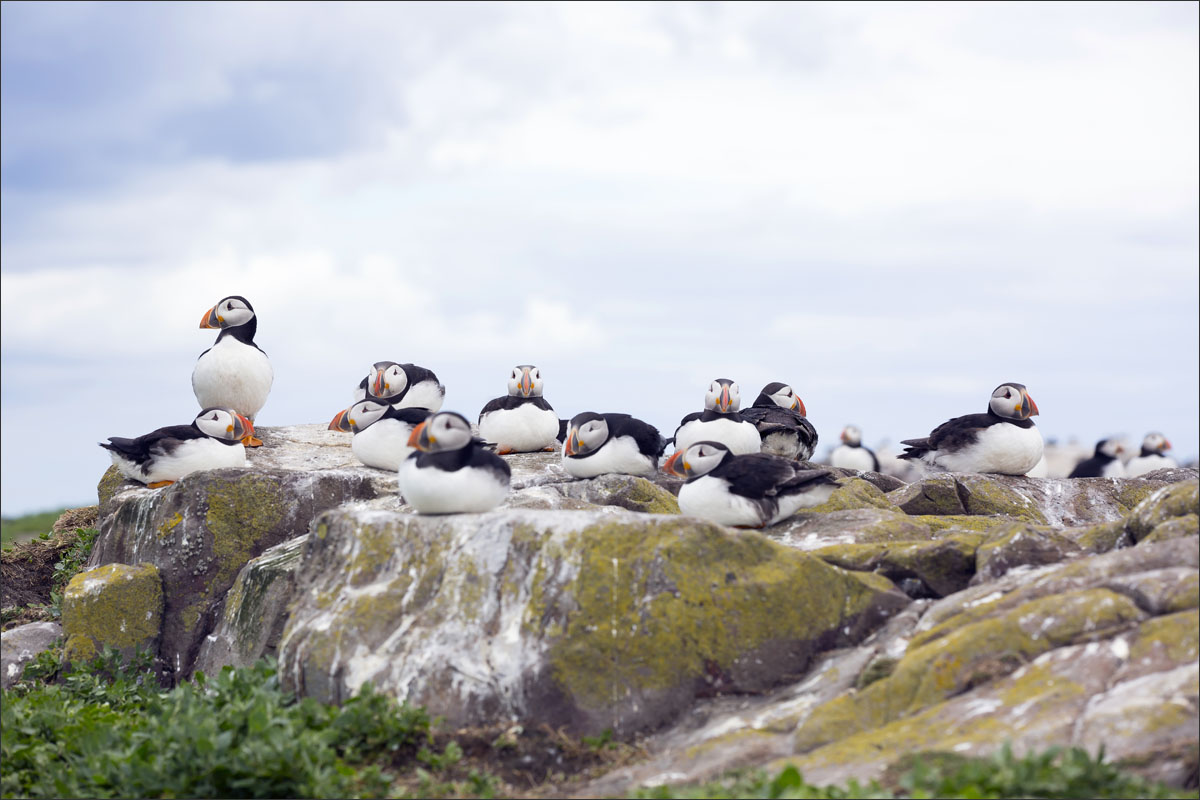 farne-eilanden