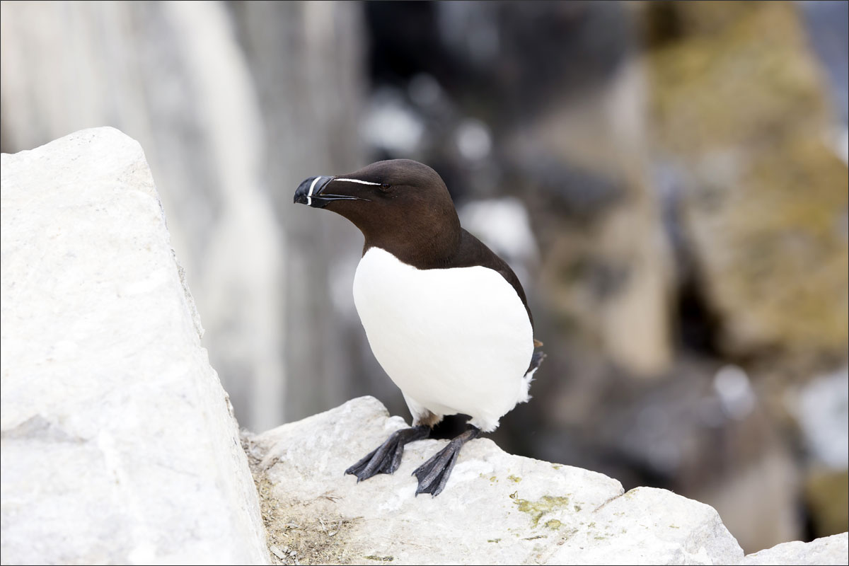 farne-eilanden