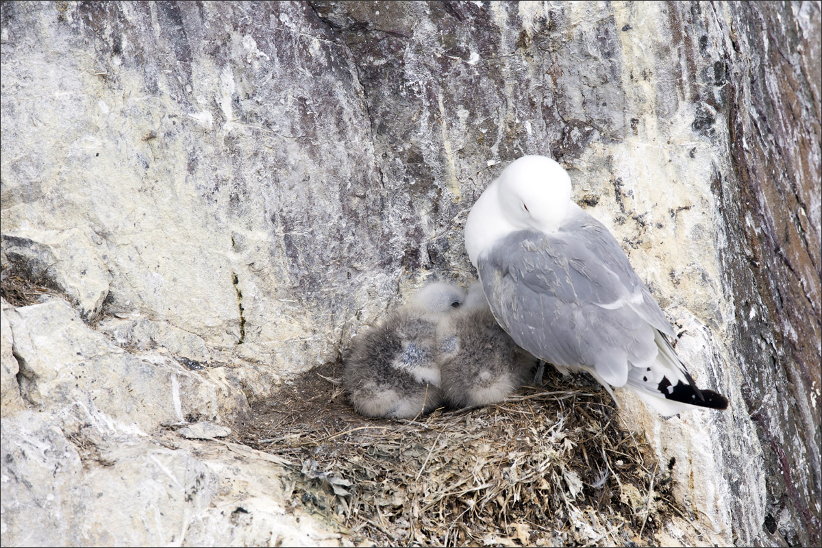 farne-eilanden