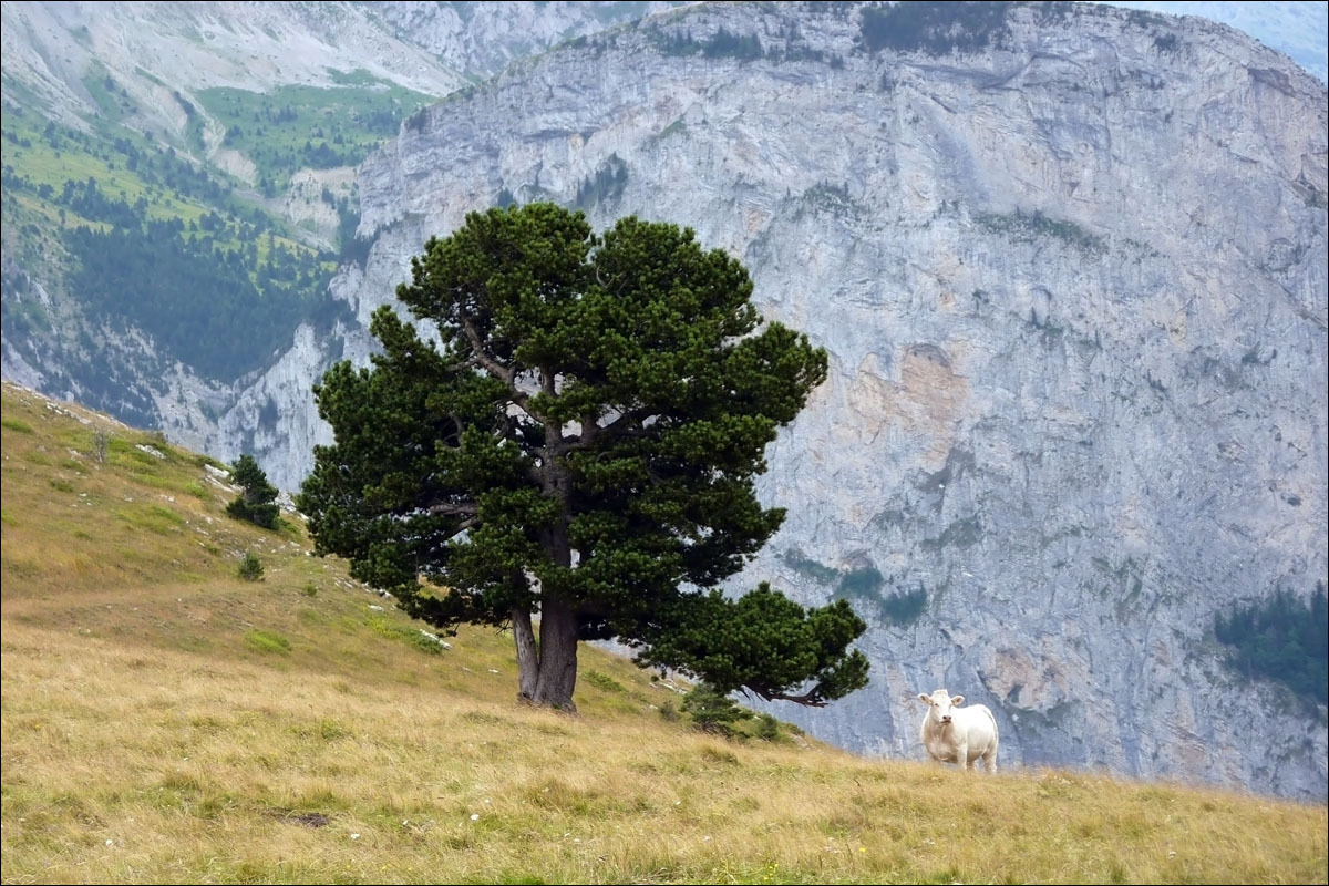 franse alpen