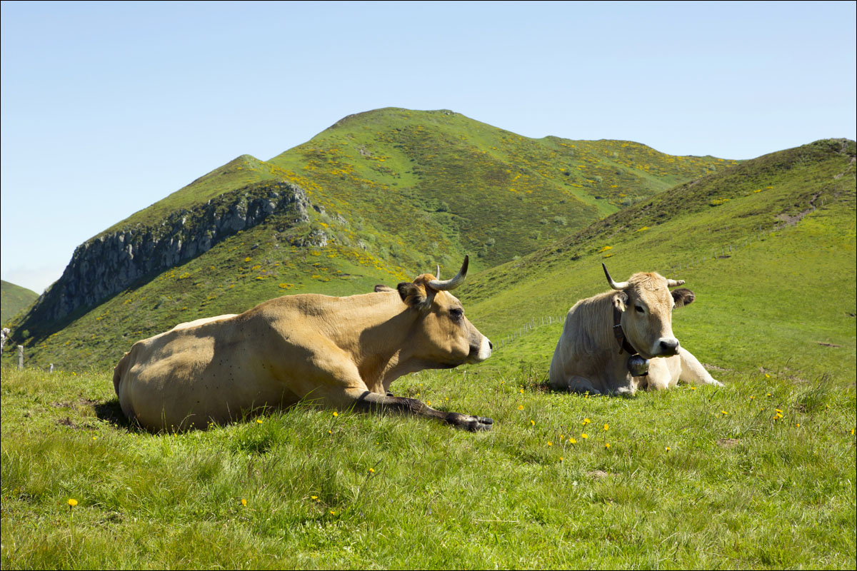 auvergne