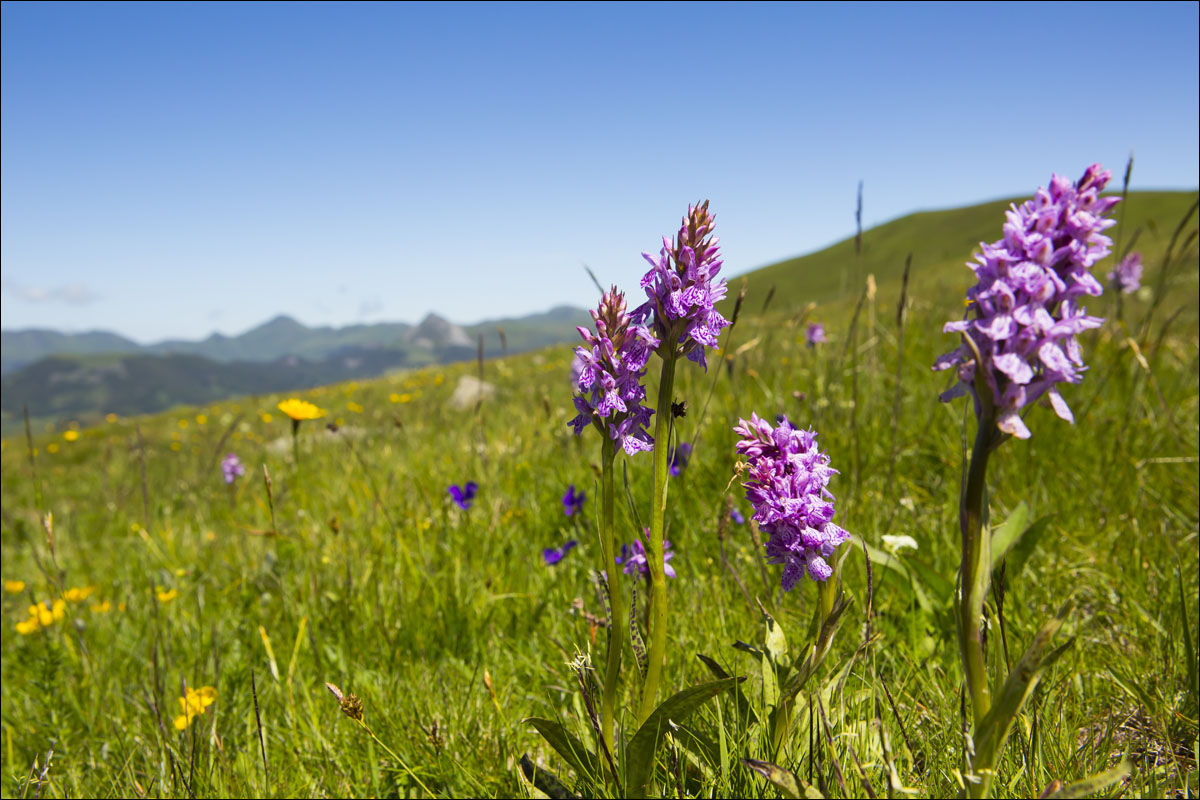 auvergne