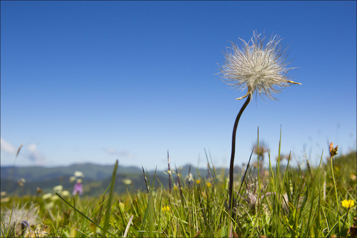 auvergne