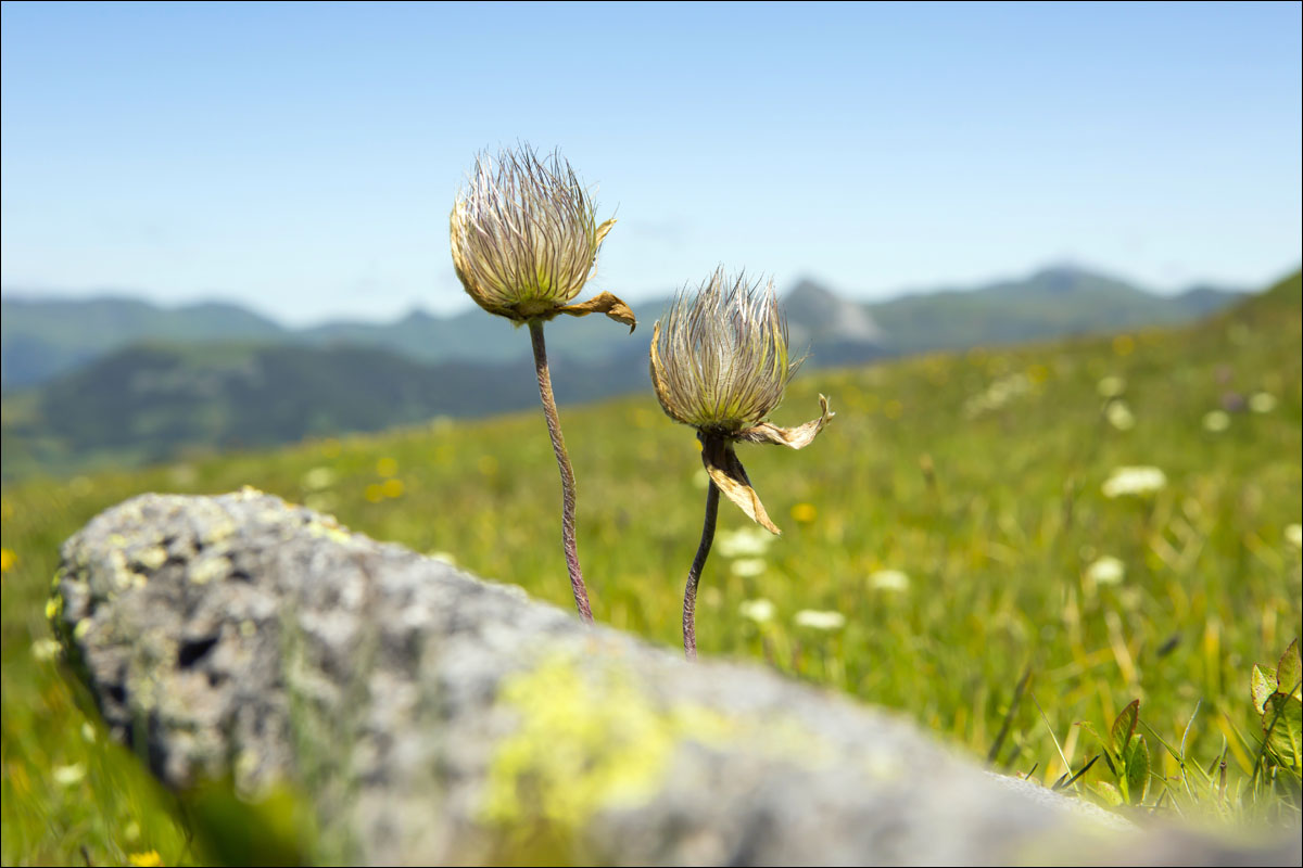 auvergne