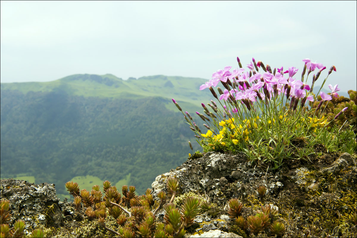 auvergne