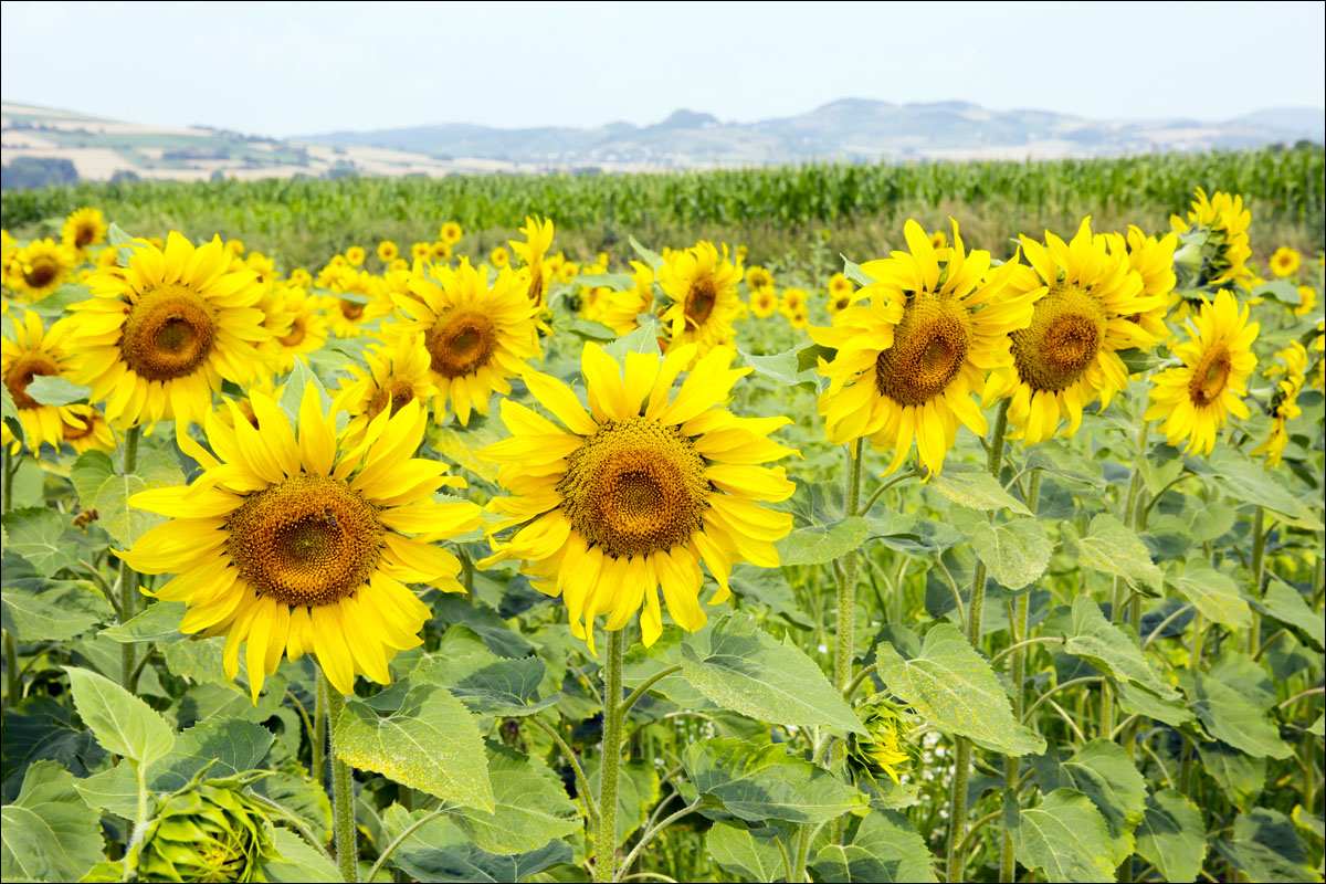 auvergne