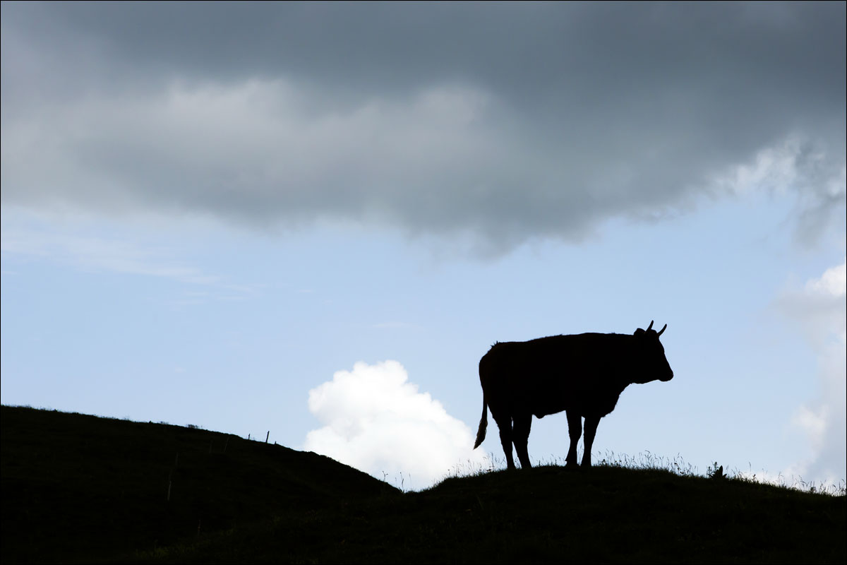auvergne