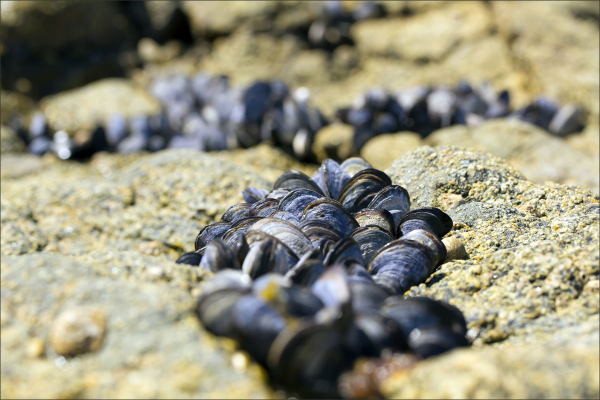 bretagne