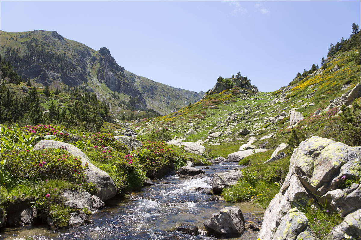 franse pyreneeen