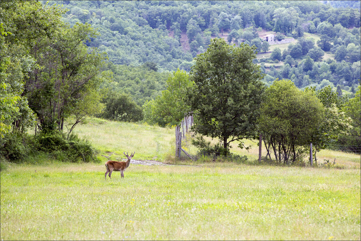 franse pyreneeen