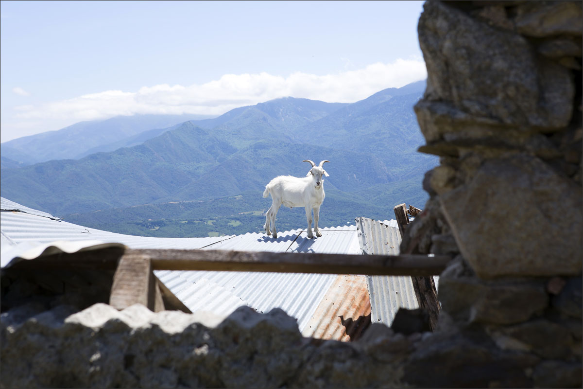 franse pyreneeen