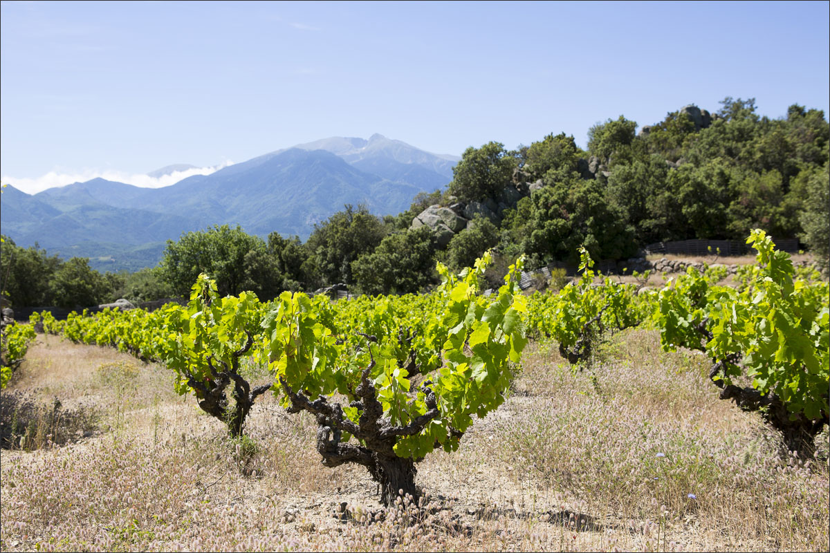 franse pyreneeen