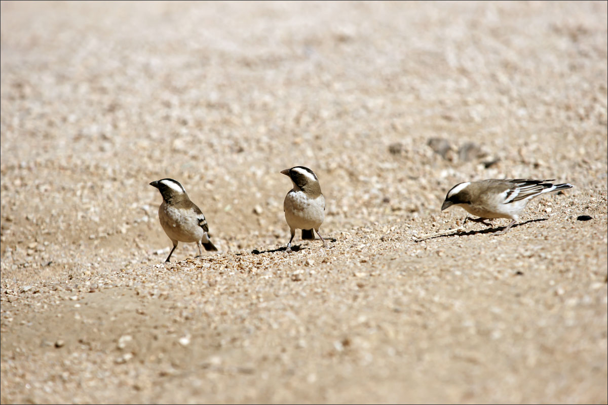 namibie