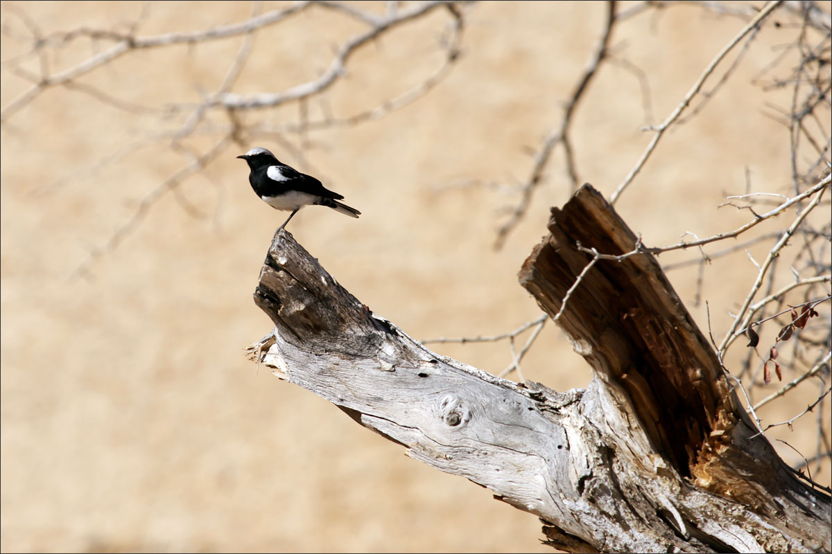 namibie