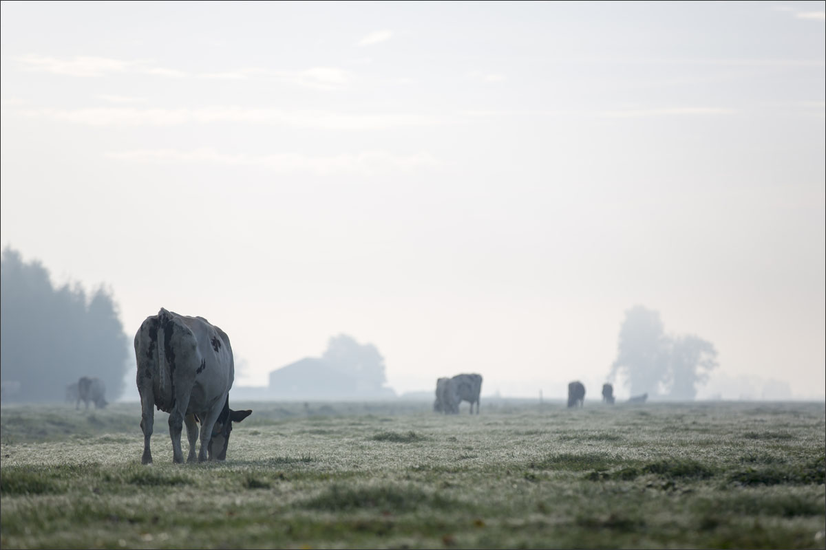 nederland