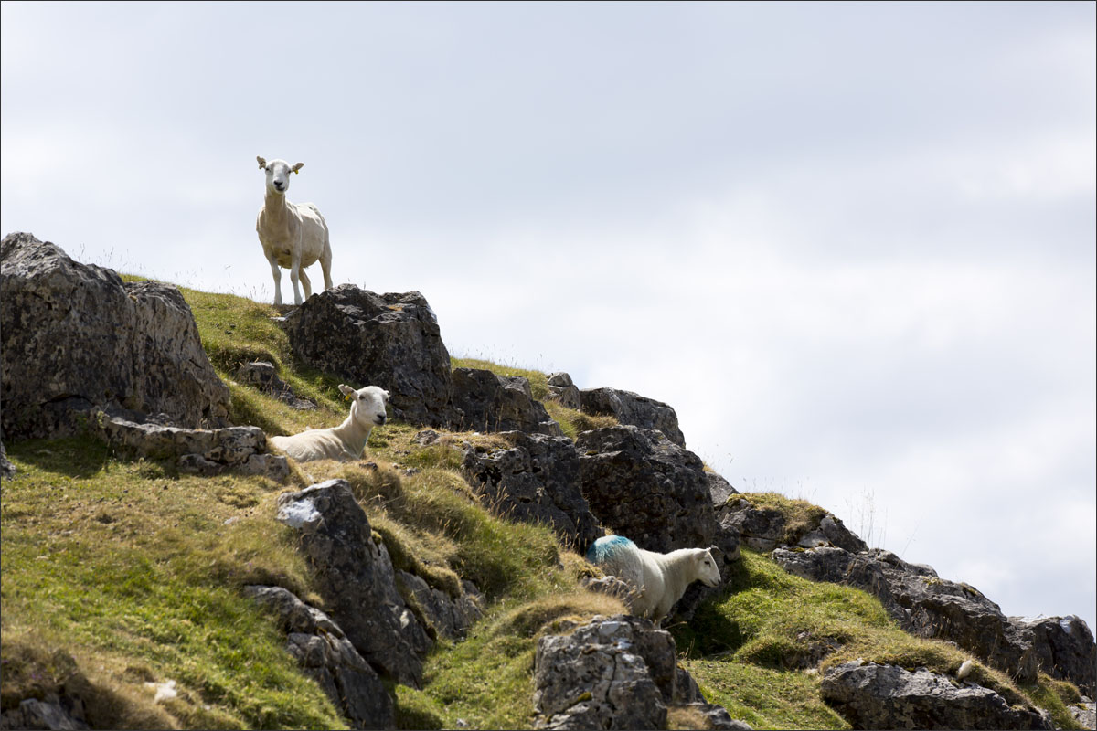 schapen wales