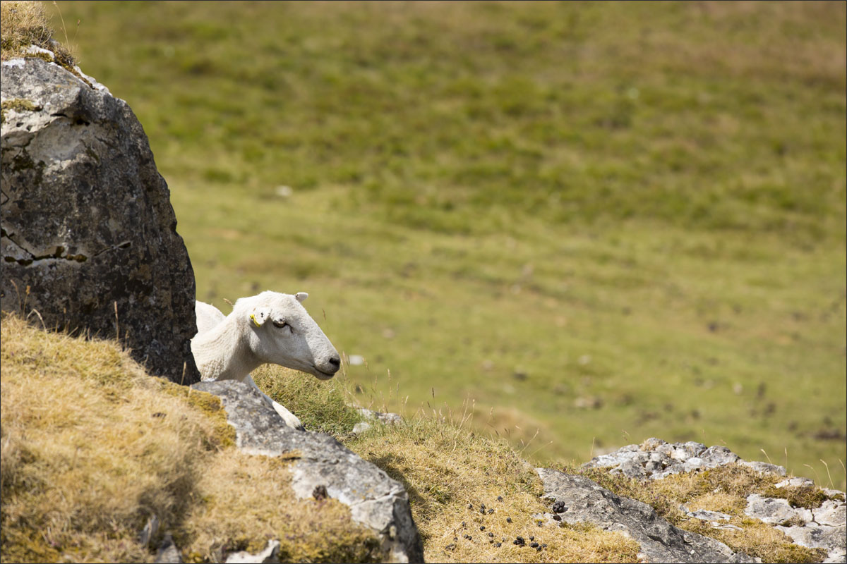 schapen wales