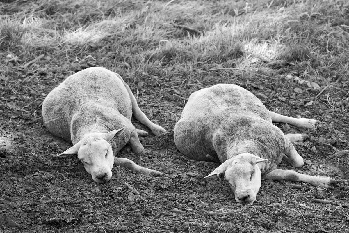 schapen wales